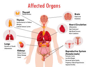 effects the body