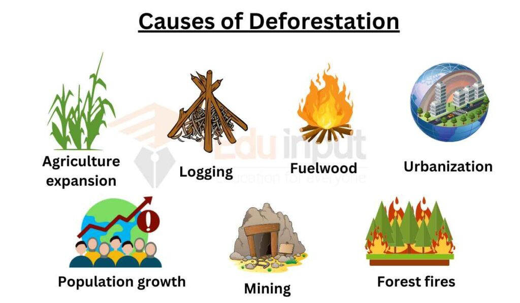 causes of Deforestation