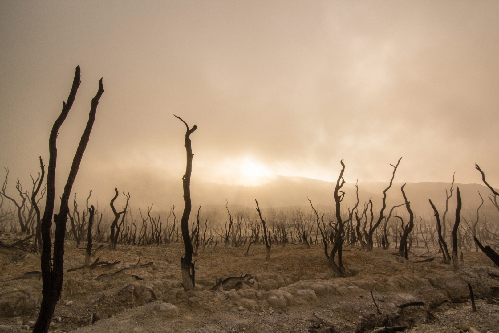 Acid Rain's Effect on Forests