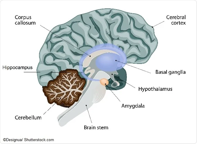 Anatomical diagram of the human brain labelling key regions involved in anxiety: the amygdala, hippocampus, cerebral cortex, hypothalamus, basal ganglia, corpus callosum, cerebellum, and brain stem
