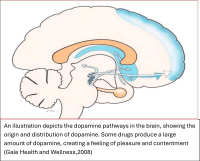 Dopamine pathways in the brain.