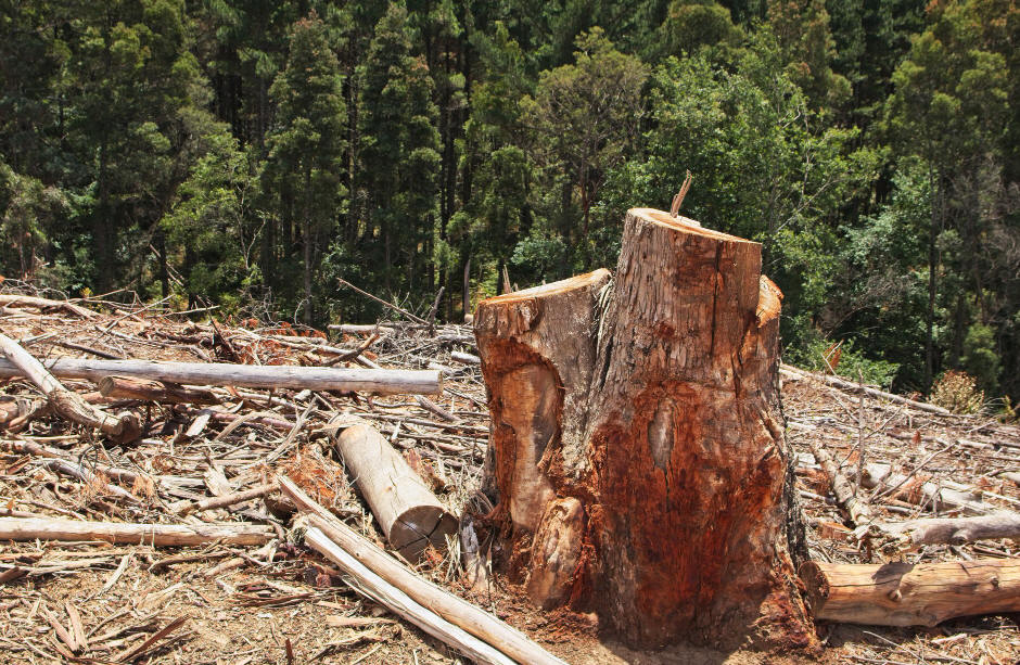 Deforestation