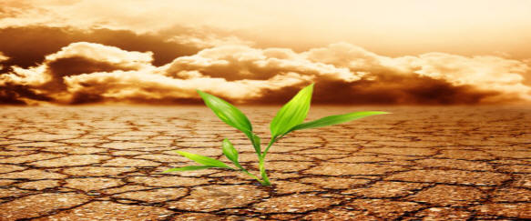 Soil Pollution