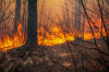 The Relationship between Forest Fires and Deforestation in the Amazon ...
