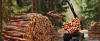Loggers Cutting Down Trees