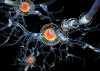 Nerve cells