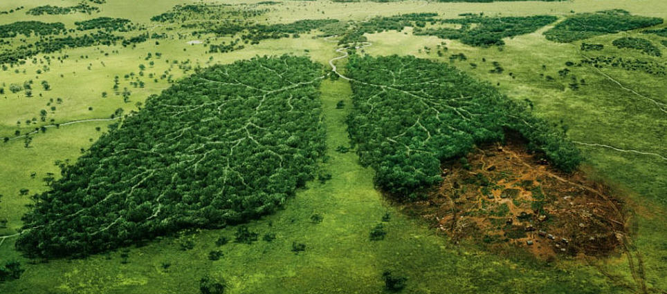 Consequences of deforestation