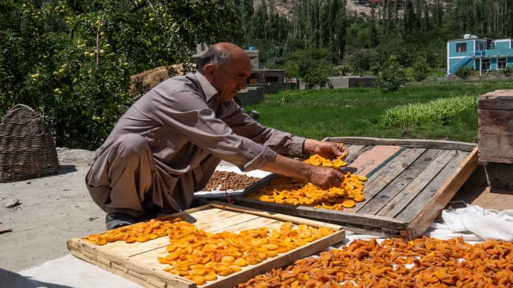 What is the reason behind long living in Hunza people?