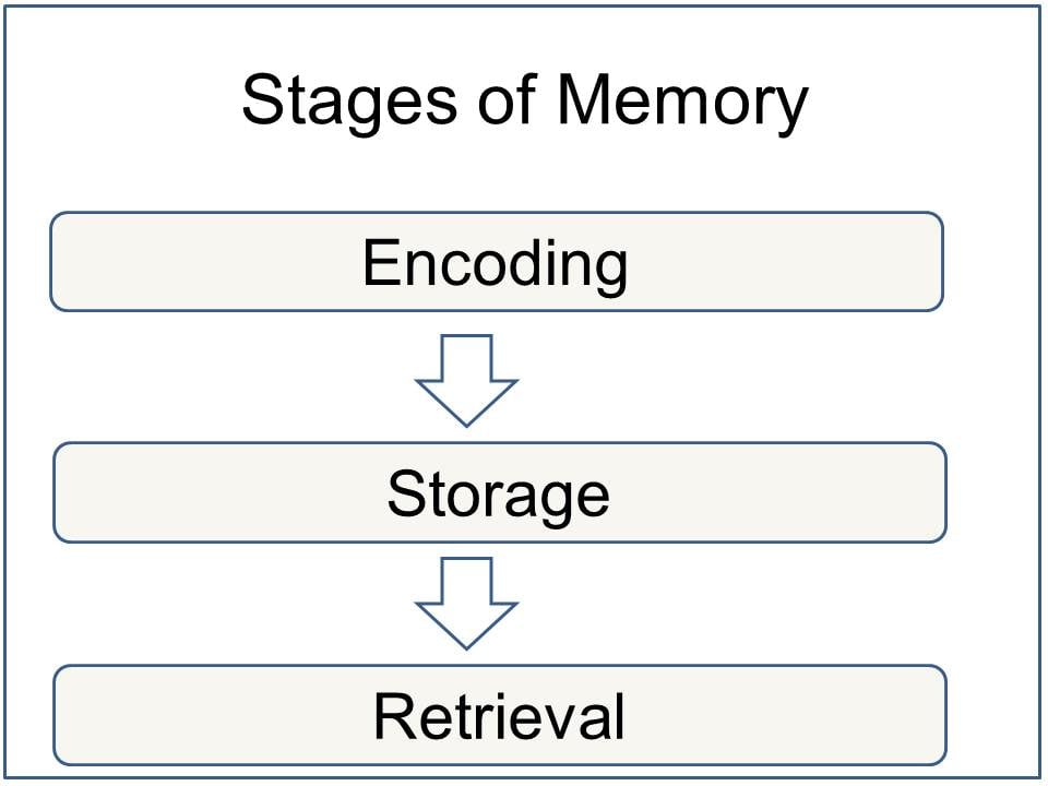 Memory Stages In Psychology: Encoding Storage & Retrieval
