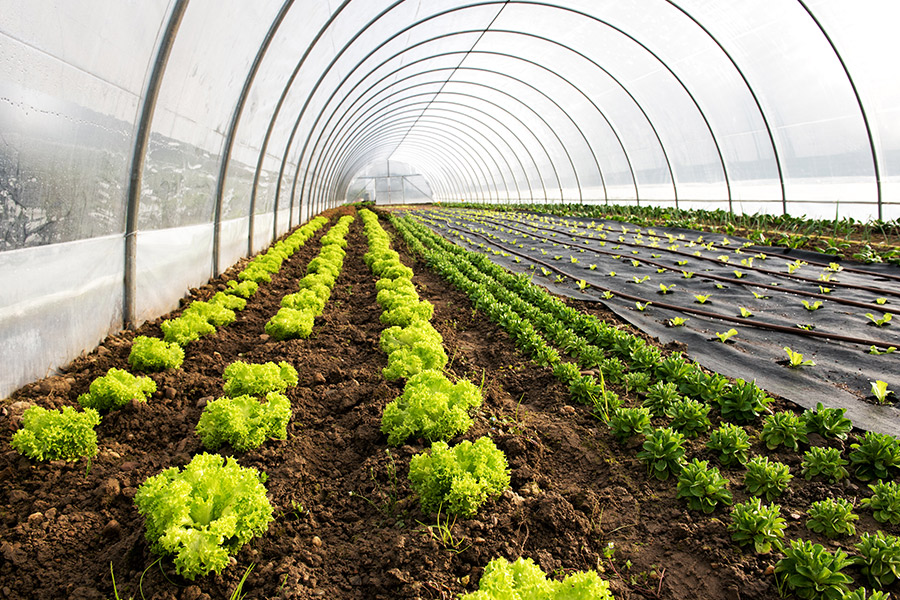 Organic farming