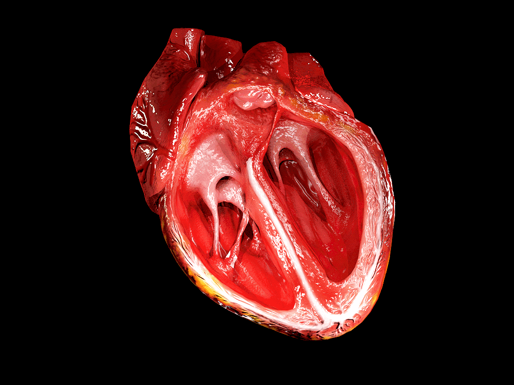 heart