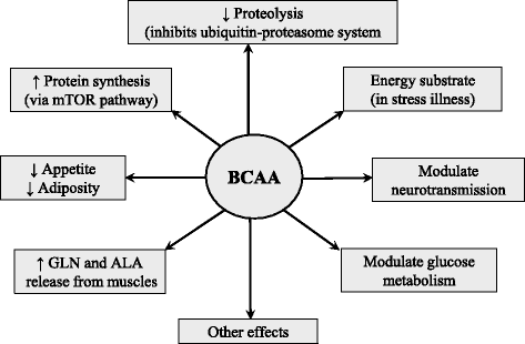 Roles of Amino Acids