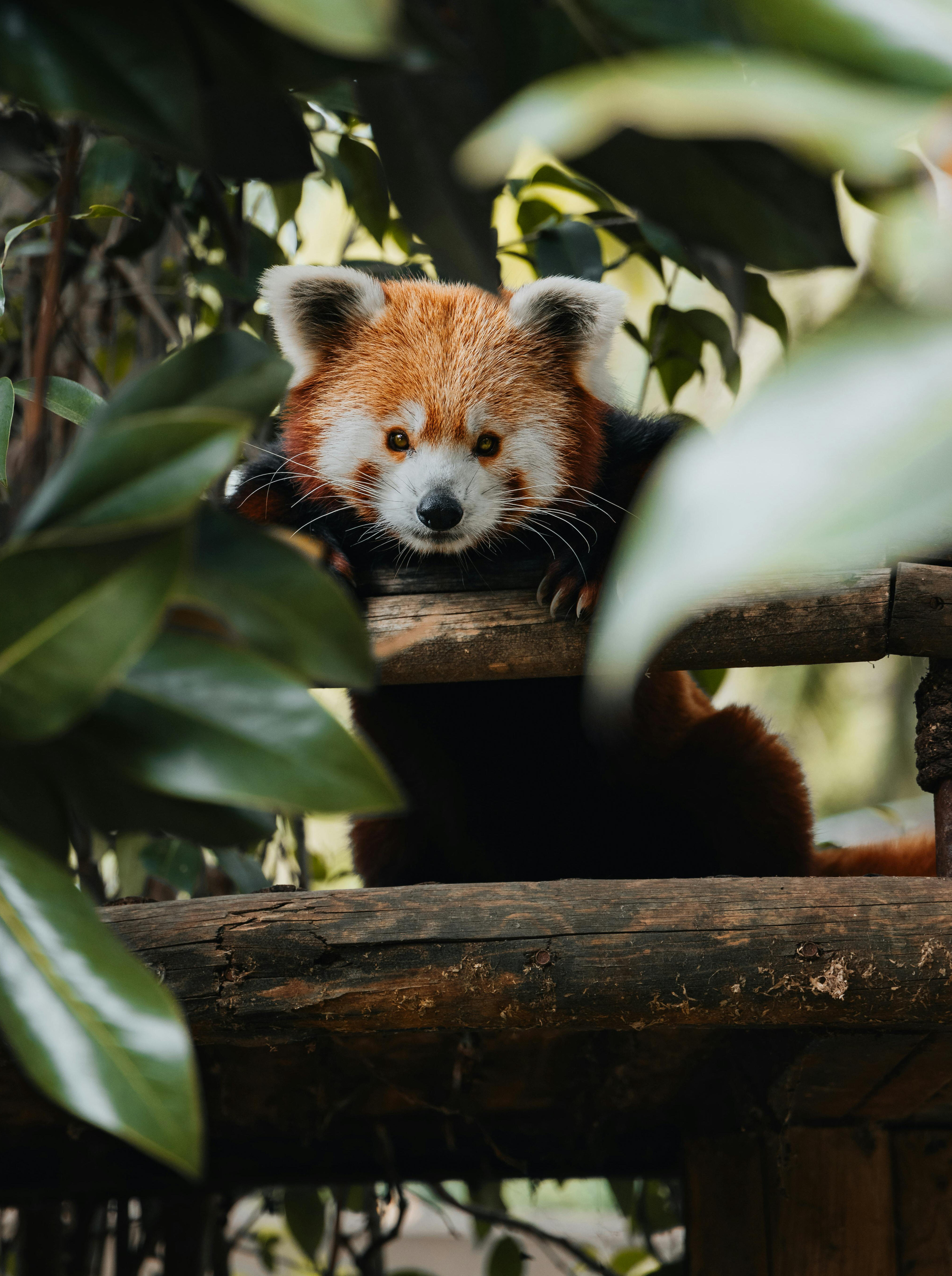 Wildlife