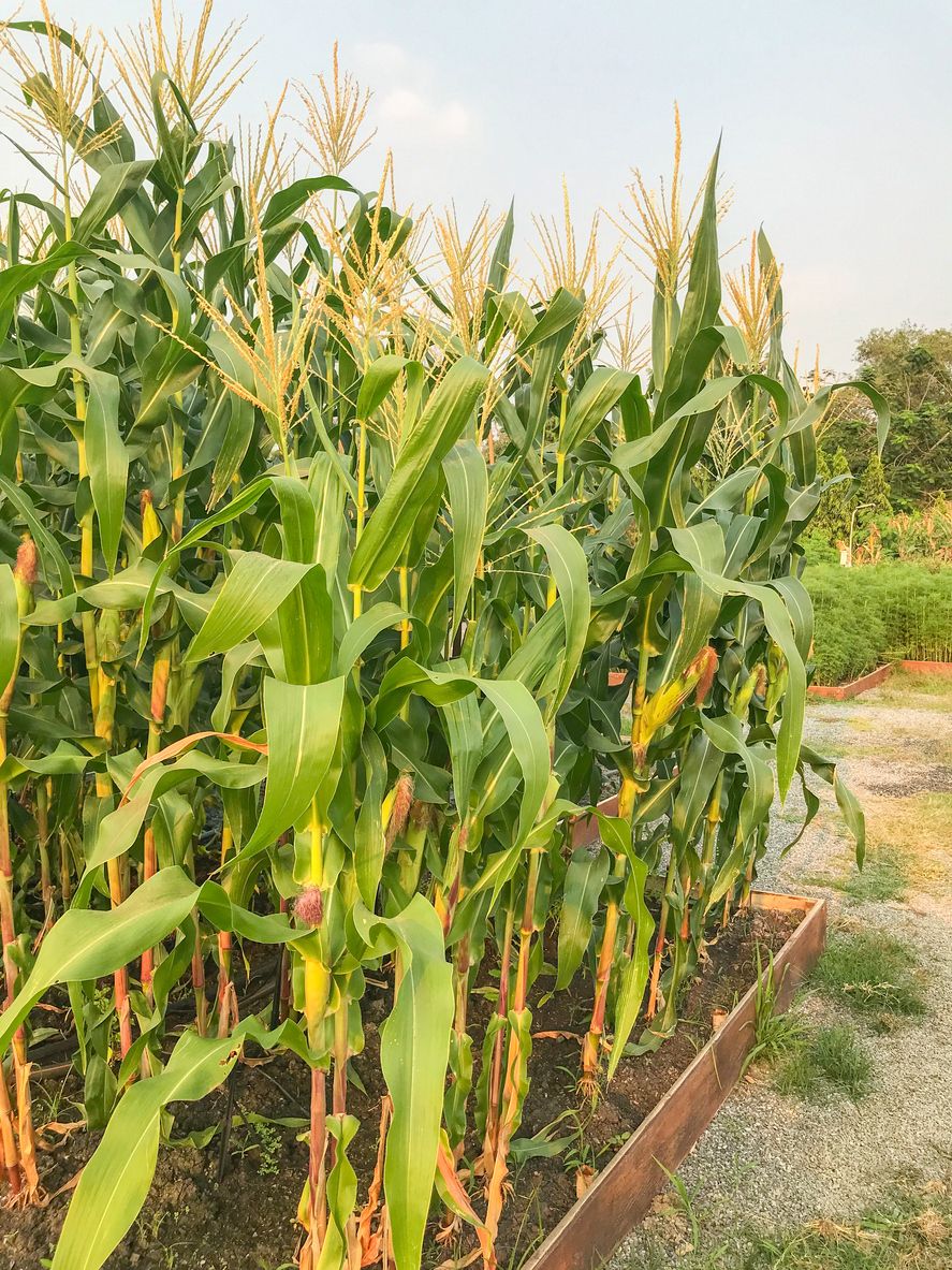 Field of genetically modified crops used in agriculture