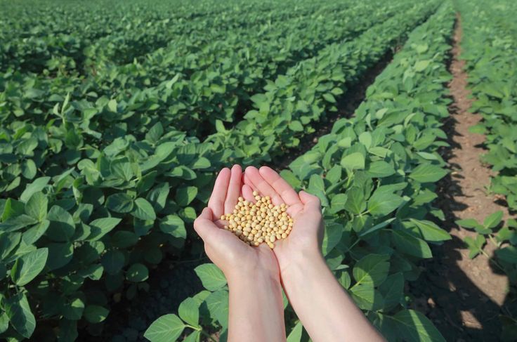 Modern agricultural crop rows representing farming and economy