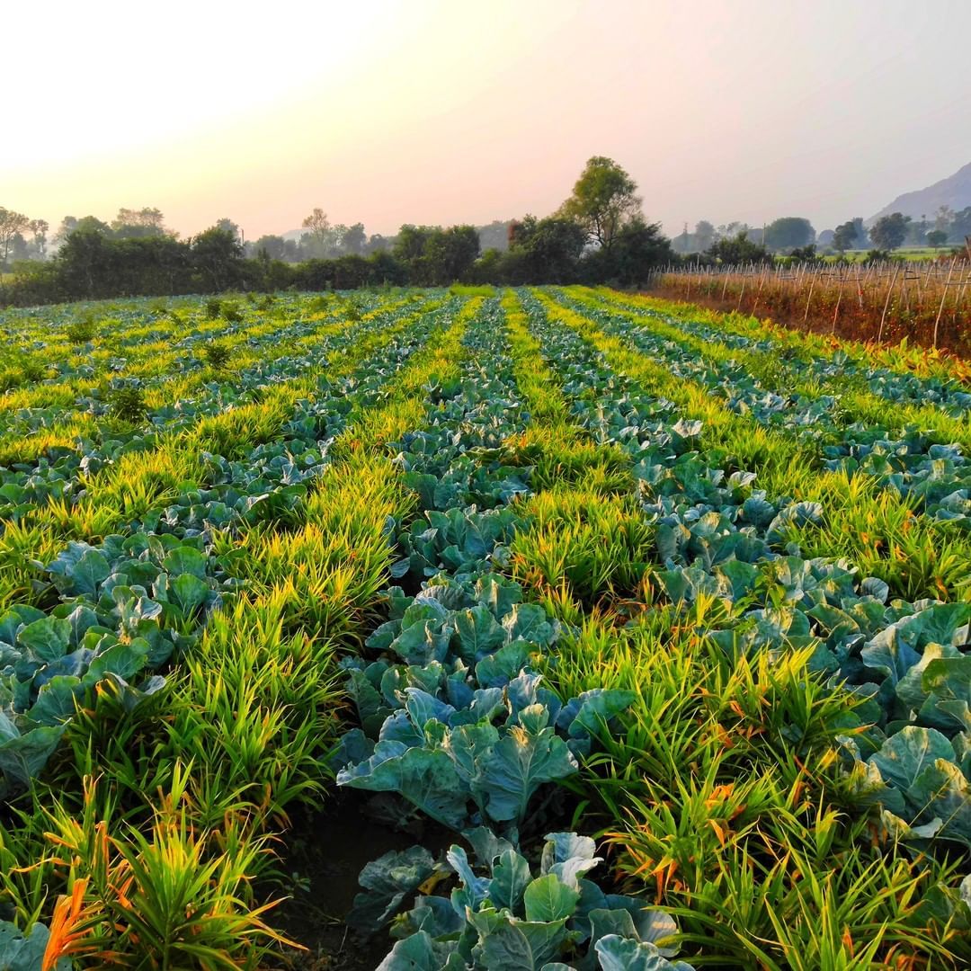 Agricultural field showing environmental concerns related to GMO crops