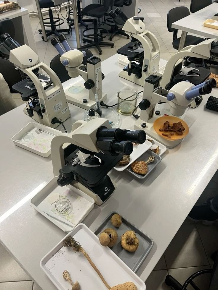 Laboratory testing related to GMO food safety