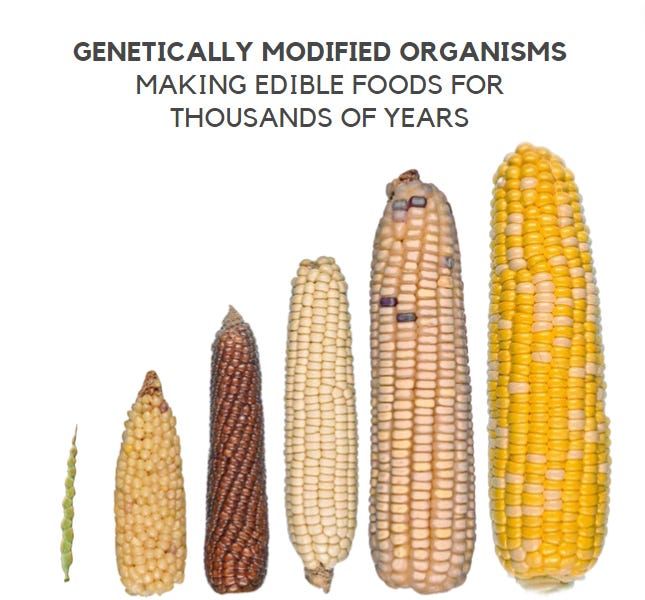 Different corn varieties used to represent crop modification and comparison