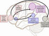 Working Memory