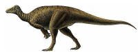 Ornithopods