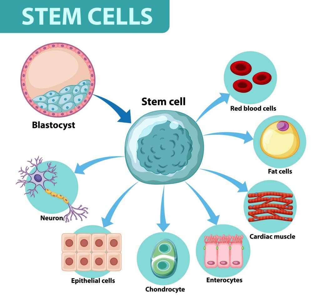 Stem Cells Descriptions