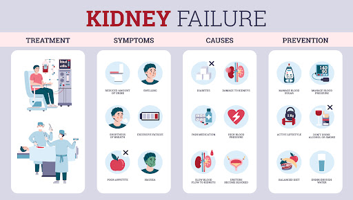 Human kidney diagram